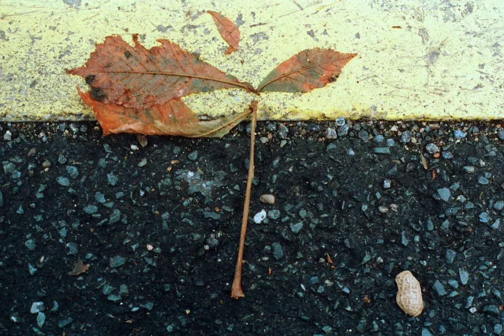 Feuilles mortes - 11 © Benoît Labourdette 1998.