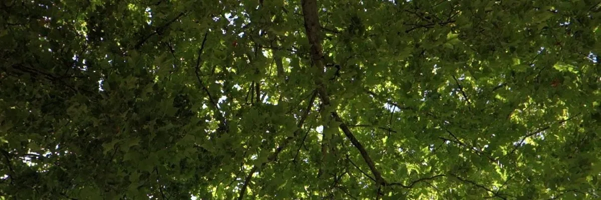 Présence et terre