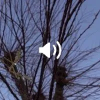 Un arbre en larmes repousse