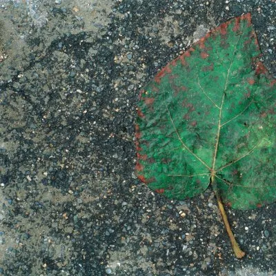 Feuilles mortes