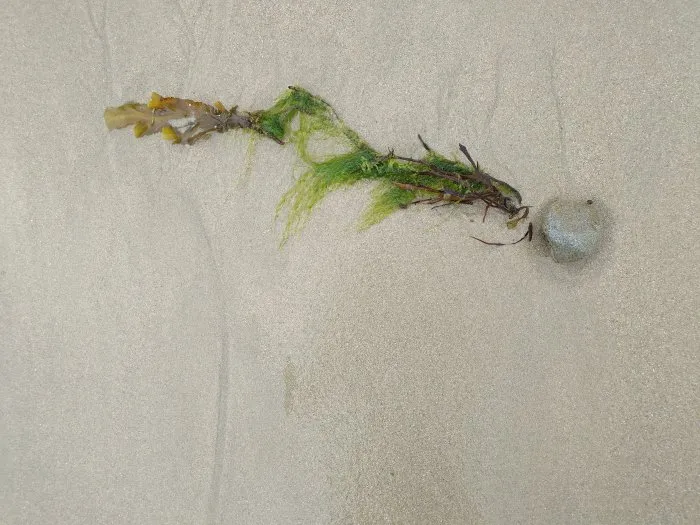 Seaweed and its stone - 34 © Benoît Labourdette 2024.