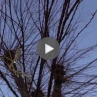 Un arbre en larmes repousse