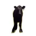 Viande