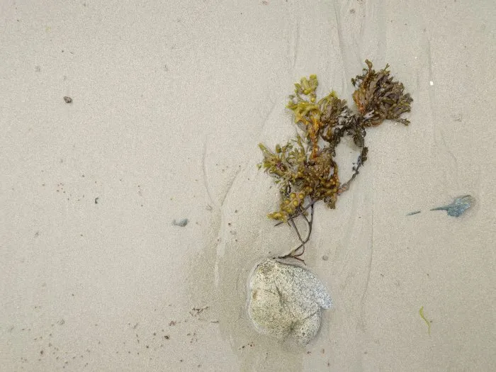 Seaweed and its stone - 16 © Benoît Labourdette 2024.
