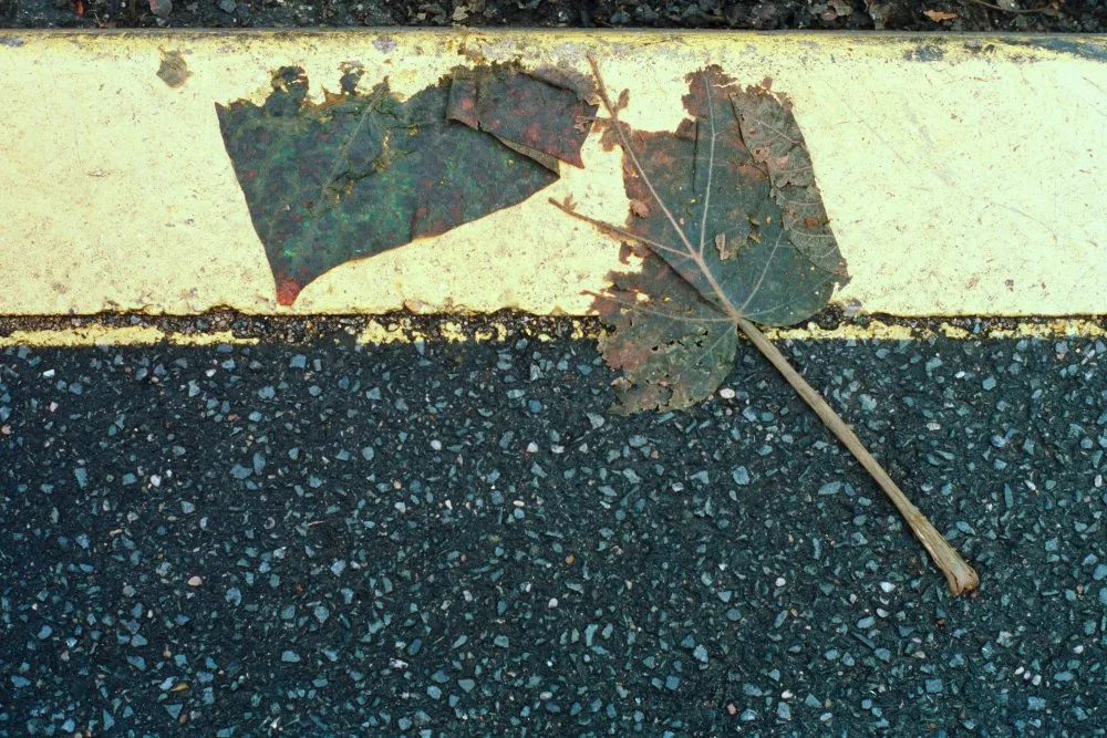 Feuilles mortes - 16 © Benoît Labourdette 1998.