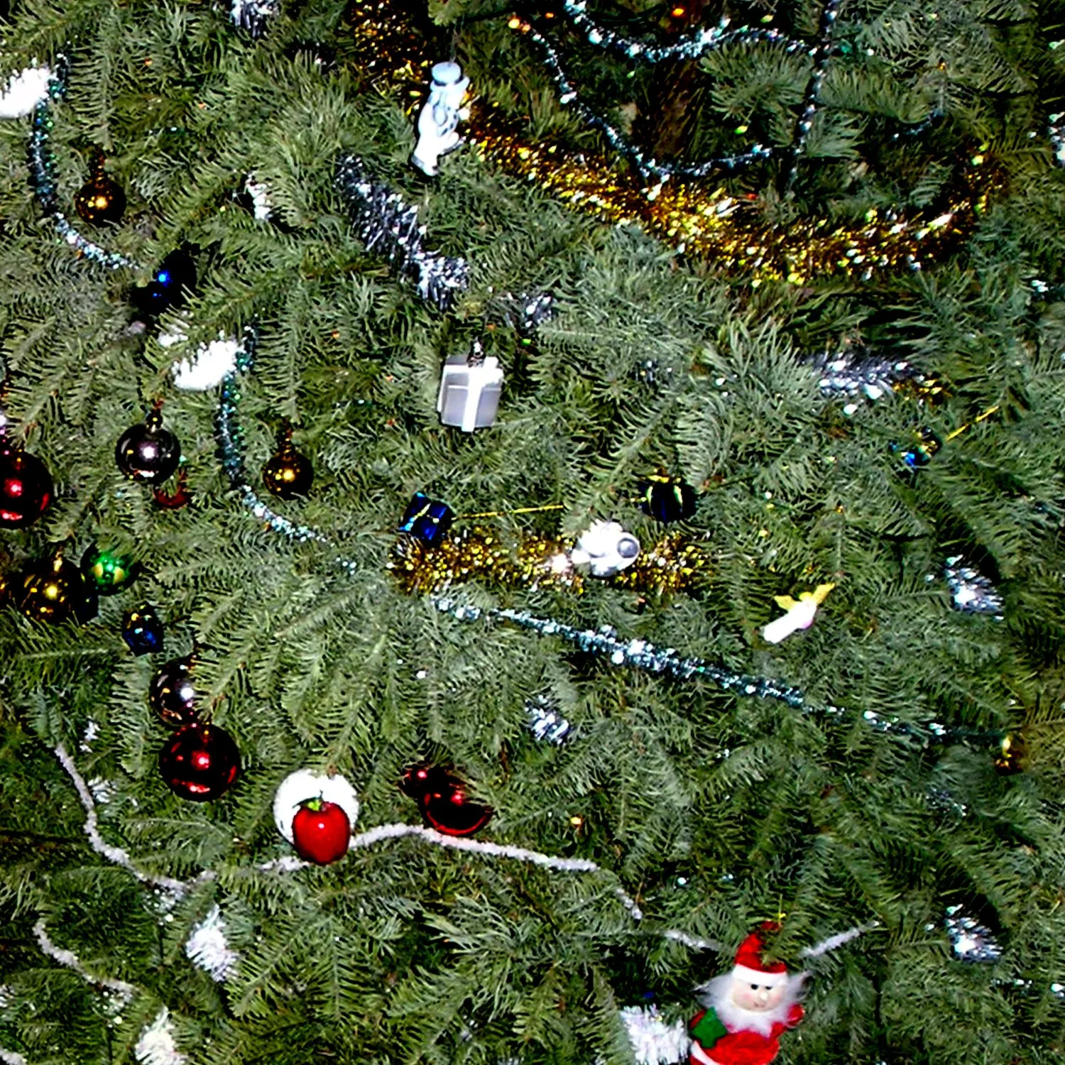 Sapin © Benoît Labourdette.