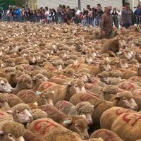 Mouton © Benoît Labourdette.