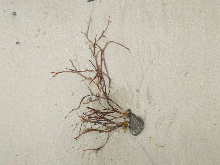 Seaweed and its stone - 13 © Benoît Labourdette 2024.
