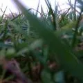 Herbe