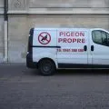 Pigeon