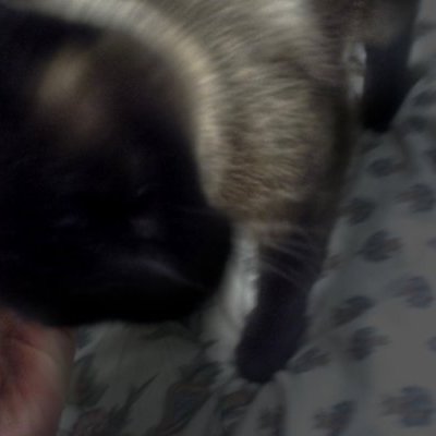 Chat