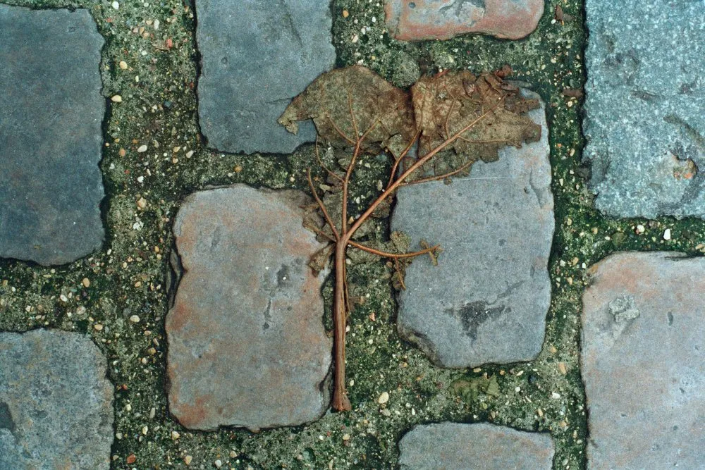 Feuilles mortes - 18 © Benoît Labourdette 1998.
