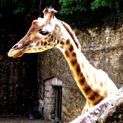 Girafe