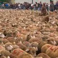 Mouton