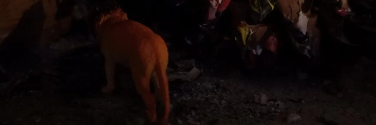 Fire (white monkey)
