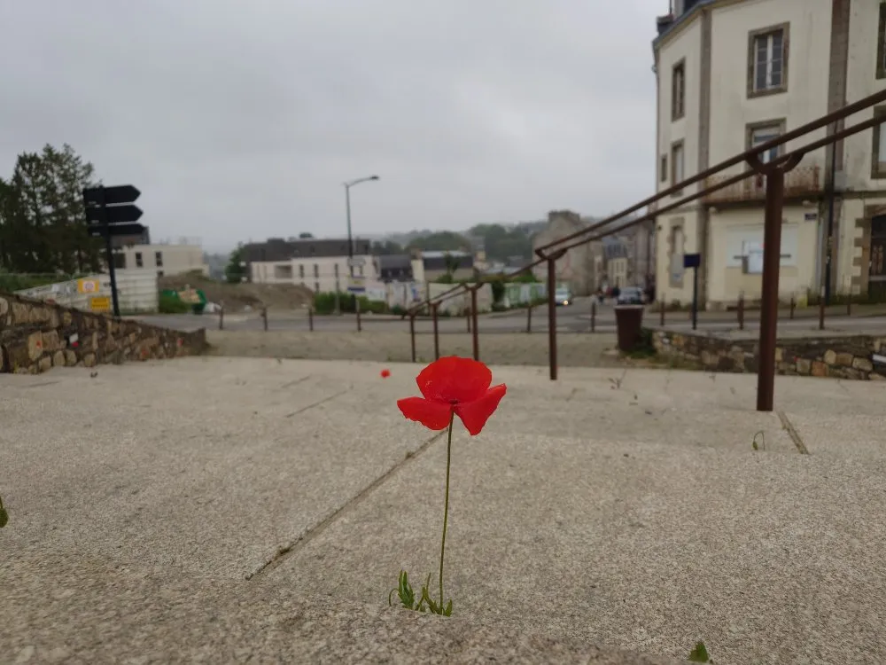 À fleur - 1 © Benoît Labourdette 2025.