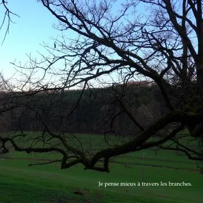 Simplement un arbre