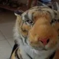Peluche