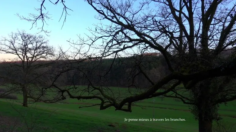 Just a tree