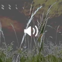 La vraie nature (pensée 426)