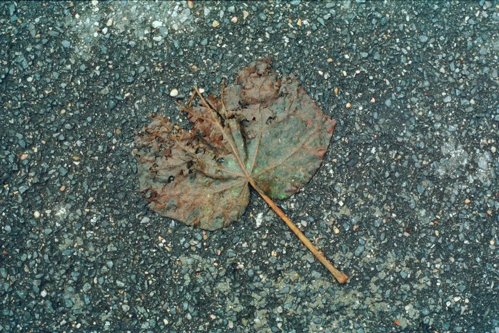 Feuilles mortes - 25 © Benoît Labourdette 1998.