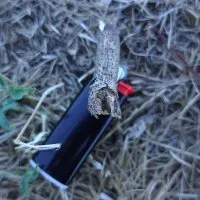 Briquet © Benoît Labourdette.