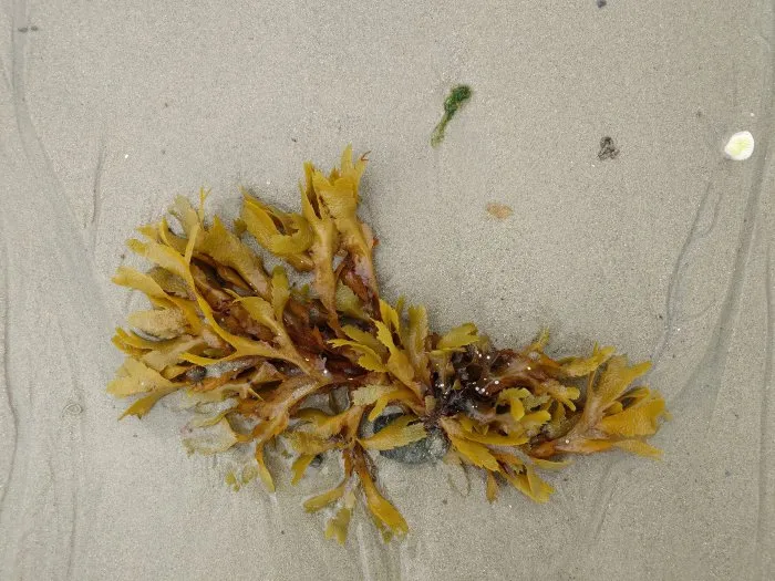 Seaweed and its stone - 5 © Benoît Labourdette 2024.