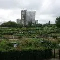 Légume