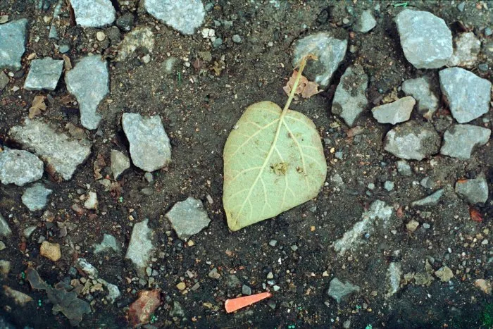Feuilles mortes - 27 © Benoît Labourdette 1998.