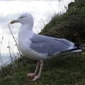 Mouette